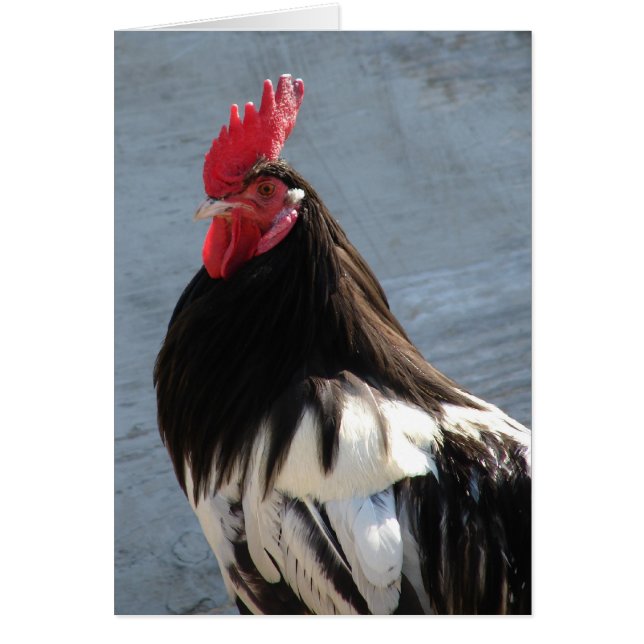 Lakenvelder Rooster (Frente)