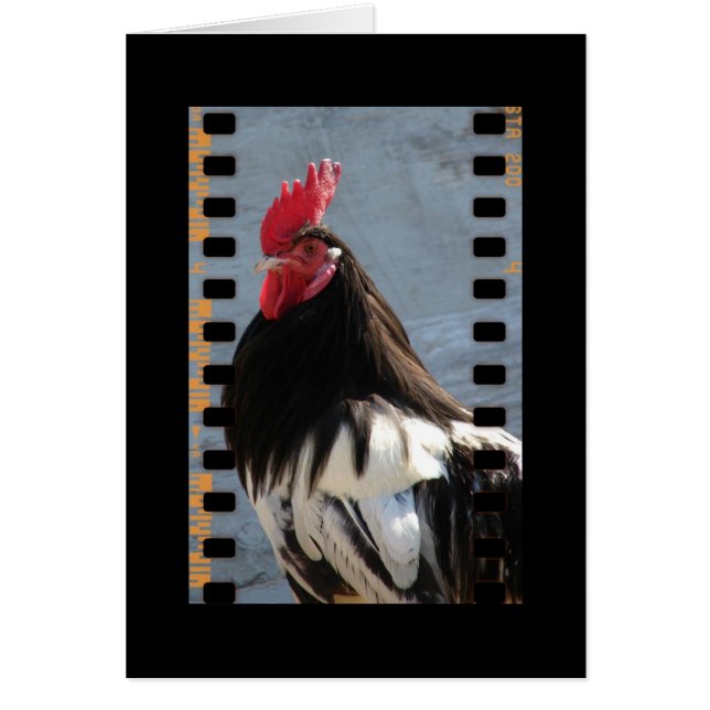 Lakenvelder Rooster En Película (Frente)