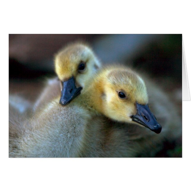 Lakeside (Anverso (Horizontal))