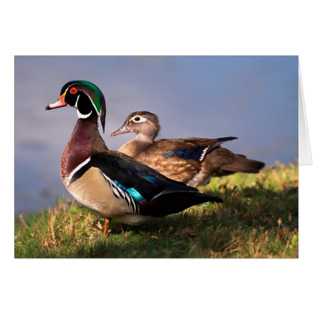 Lakeside, Pato de Carolina (Anverso (Horizontal))
