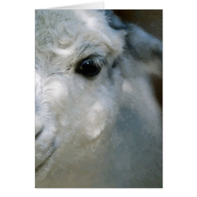 Lama (Frente)