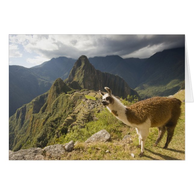 Lamas y una mirada de Machu Picchu, (Anverso (Horizontal))