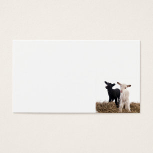 lamb