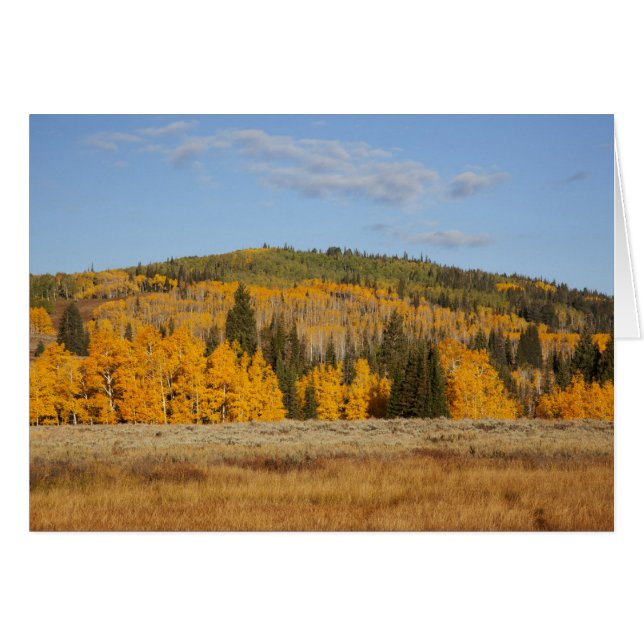 Lambert Hollow, árboles de álamo (Anverso (Horizontal))