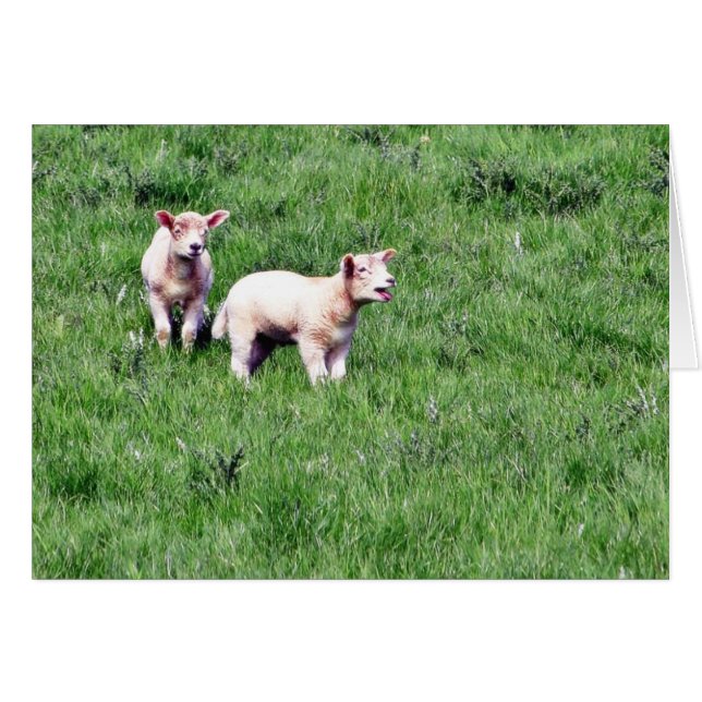 Lambs Sheep (Anverso (Horizontal))