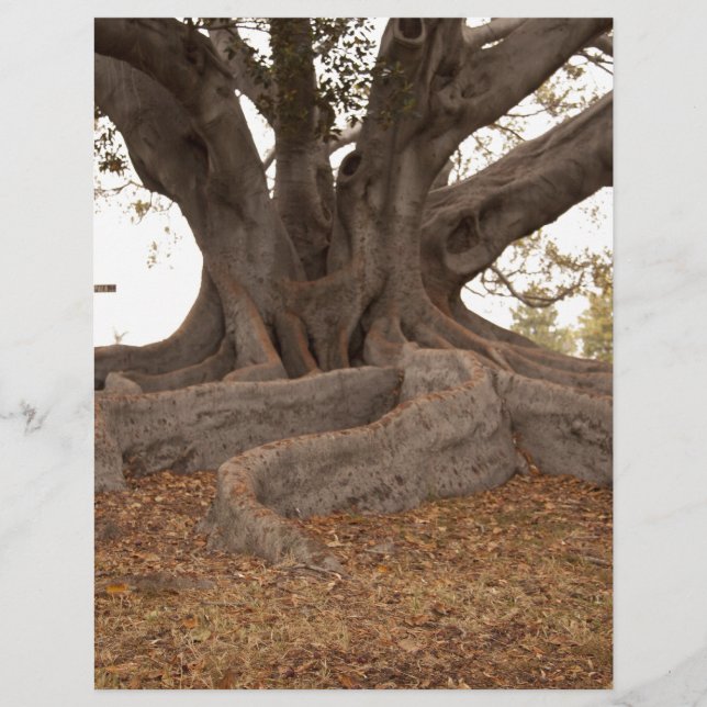 Lámina 20130615_cal13_0249.jpg (Anverso)