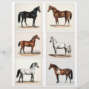 Lámina 6 Hermosos Ilustraciones de caballos para la papel
