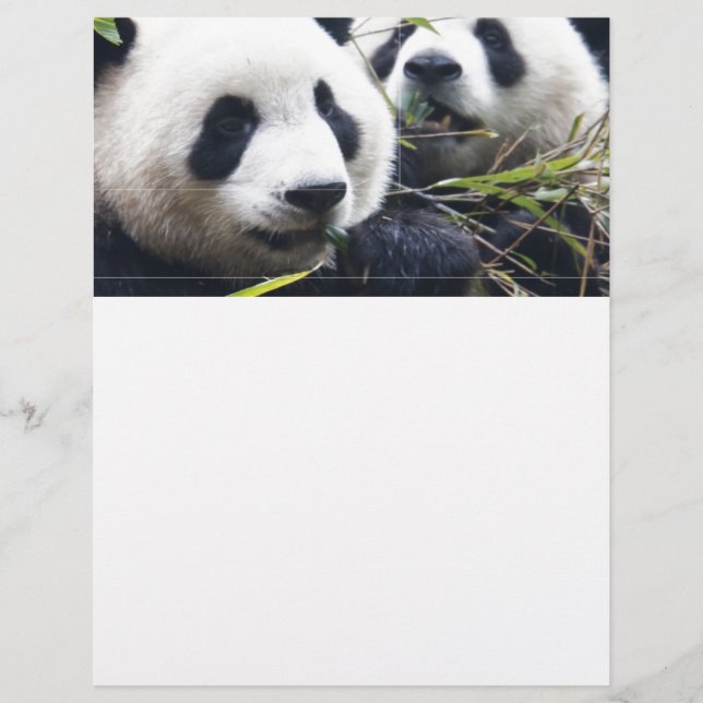 Lámina Abrazos de Oso Panda (Anverso)
