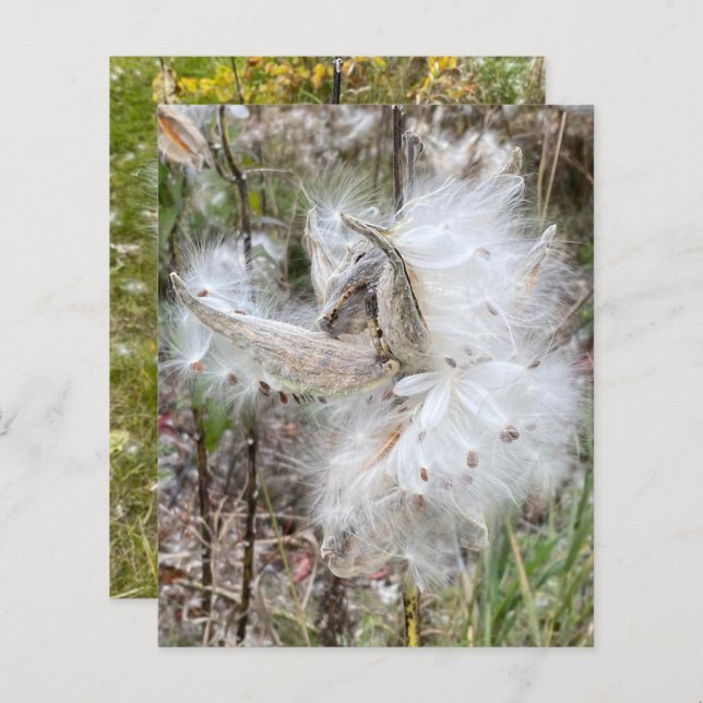 Lámina Abrir Pods Milkweed | Semillas con seda | Scrapboo (Anverso / Reverso)