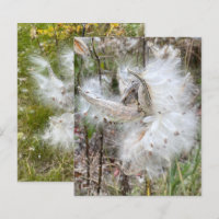 Abrir Pods Milkweed | Semillas con seda | Scrapboo