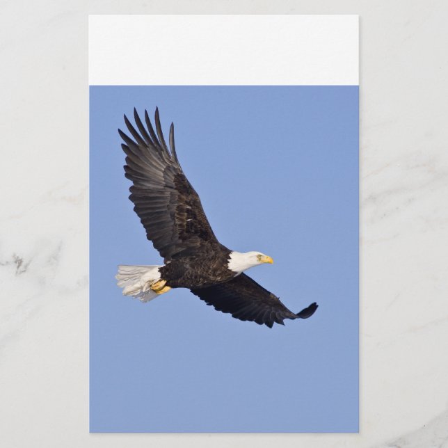 Lámina Águila calva americana (Anverso)