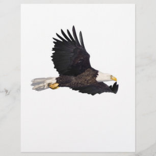 Lámina Águila calva americana