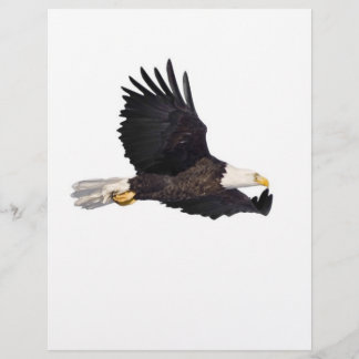 Lámina Águila calva americana