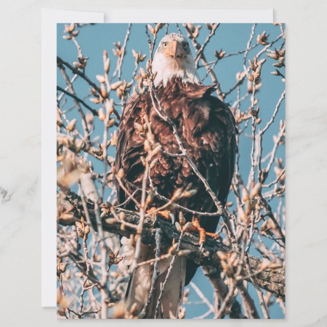 Lámina Águila calva americana (Anverso)