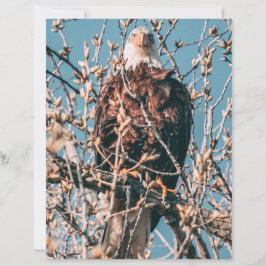 Lámina Águila calva americana