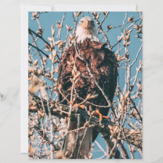 Lámina Águila calva americana