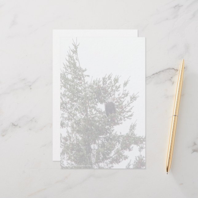 Lámina Águila calva P2825 (Anverso/Reverso In Situ)