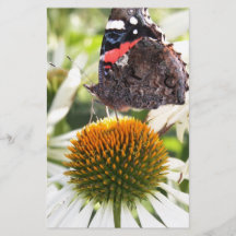 Almirante Mariposa en Flor