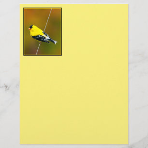 Lámina American Goldfinch - Fotografía original