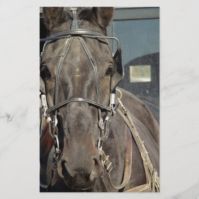 Lámina Amish Buggy Horse (Anverso)