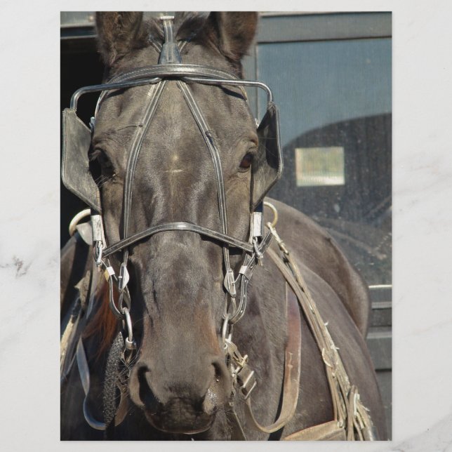 Lámina Amish Buggy Horse (Anverso)