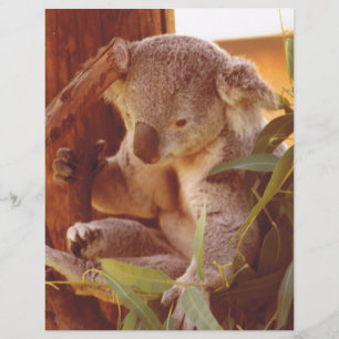 Lámina Amor de Koala