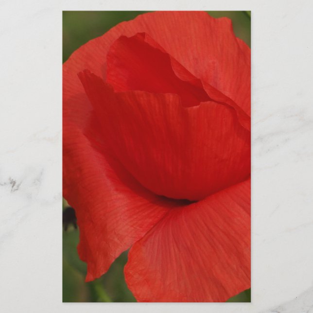 Lámina Amortiguador rojo (Anverso)