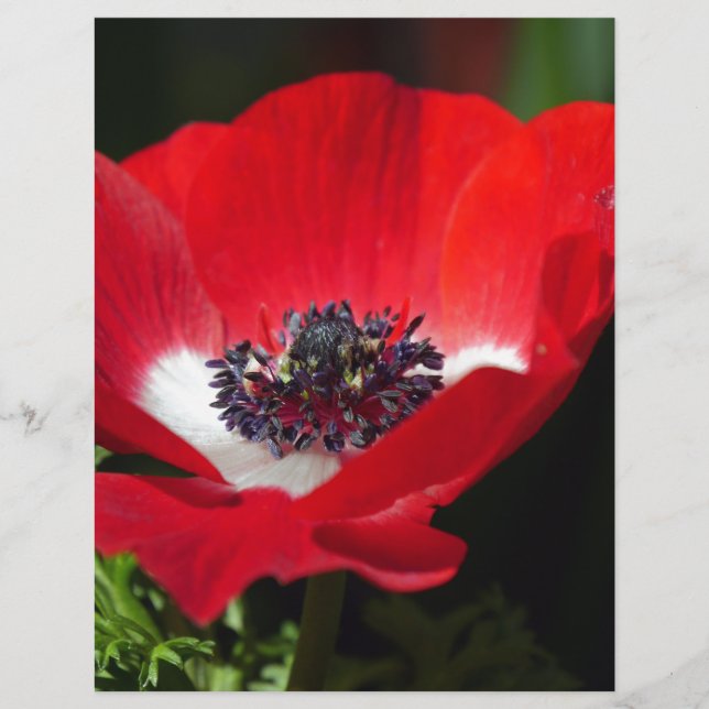 Lámina Anemone rojo.JPG (Anverso)