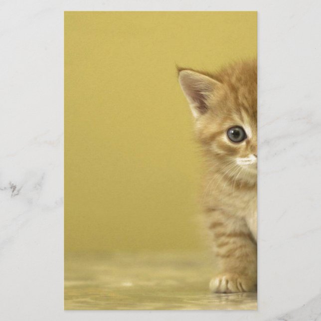 Lámina Animal - Gatito Curioso (Anverso)