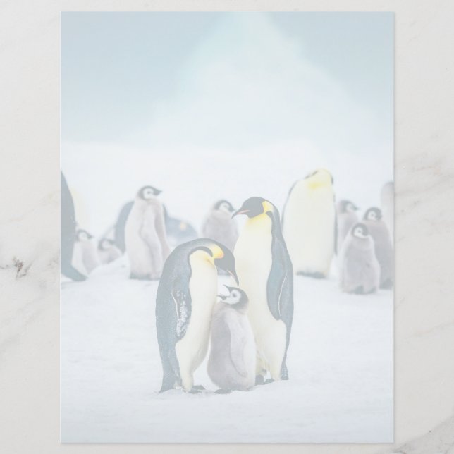 Lámina Animales Bebés más Lindos | Alimentación de Pingüi (Anverso)