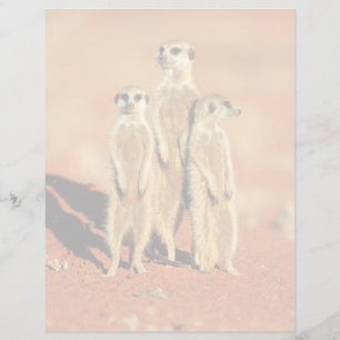 Lámina Animales de bebé más afectados 3 Meerkats