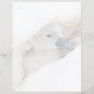 Lámina Animales de bebé más afectados Baby Mute Swan