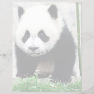 Lámina Animales de bebé más afectados Baby Panda Bear