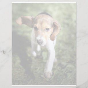 Lámina Animales de bebé más afectados   Beagle Puppy