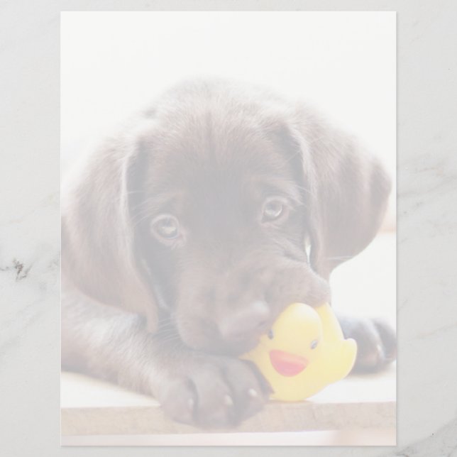 Lámina Animales de bebé más afectados | Cachorro de choco (Anverso)