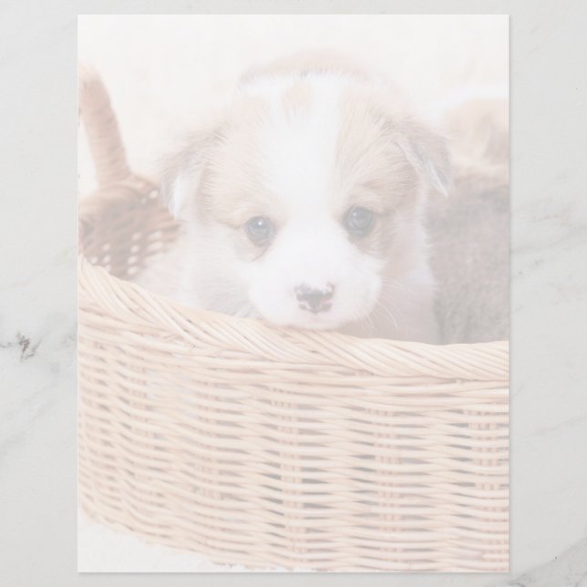 Lámina Animales de bebé más afectados | Corgi Tiny Puppy (Anverso)
