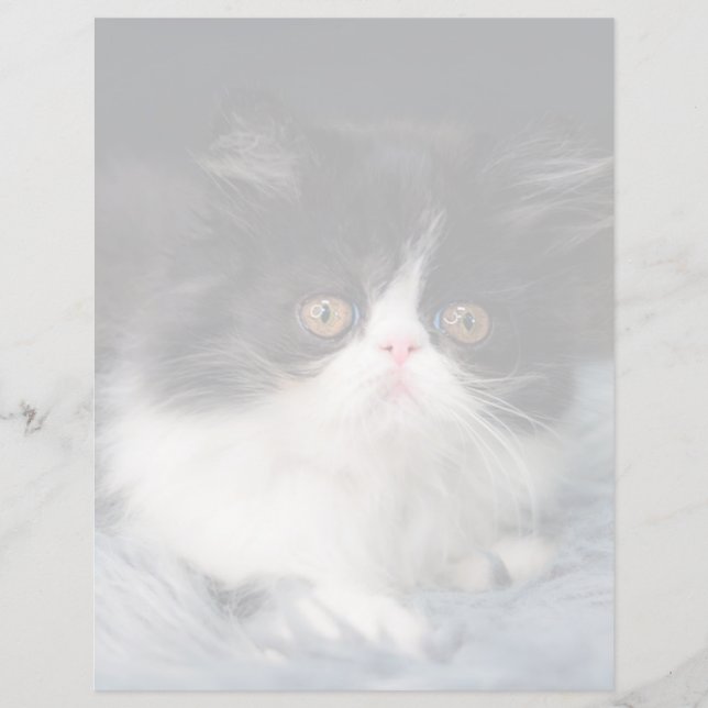 Lámina Animales de bebé más afectados | Fluffy B&W Kitten (Anverso)