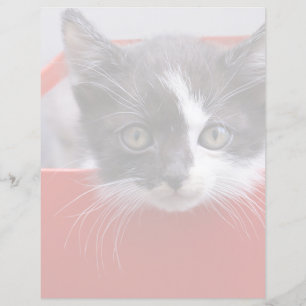 Lámina Animales de bebé más afectados   Gatito blanco y n
