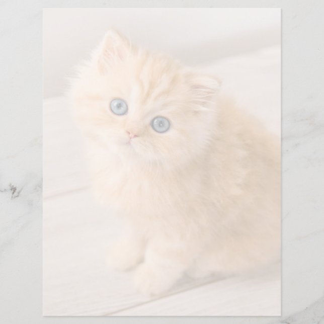 Lámina Animales de bebé más afectados | Gatito Longhair B (Anverso)