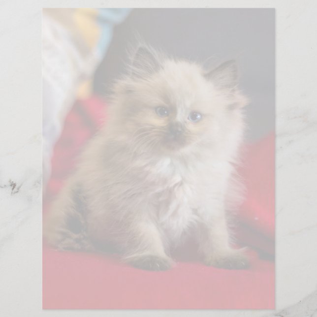 Lámina Animales de bebé más afectados | Gatito siamés (Anverso)