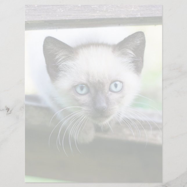 Lámina Animales de bebé más afectados | Gatito siamés (Anverso)