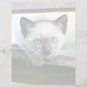 Lámina Animales de bebé más afectados   Gatito siamés
