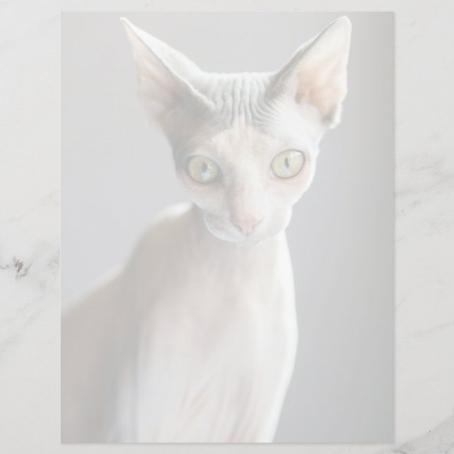Lámina Animales de bebé más afectados | Gato de esfinge (Anverso)