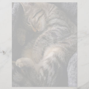 Lámina Animales de bebé más afectados   Gato de Tabby dur