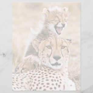 Lámina Animales de bebé más afectados Gato y cubina gue