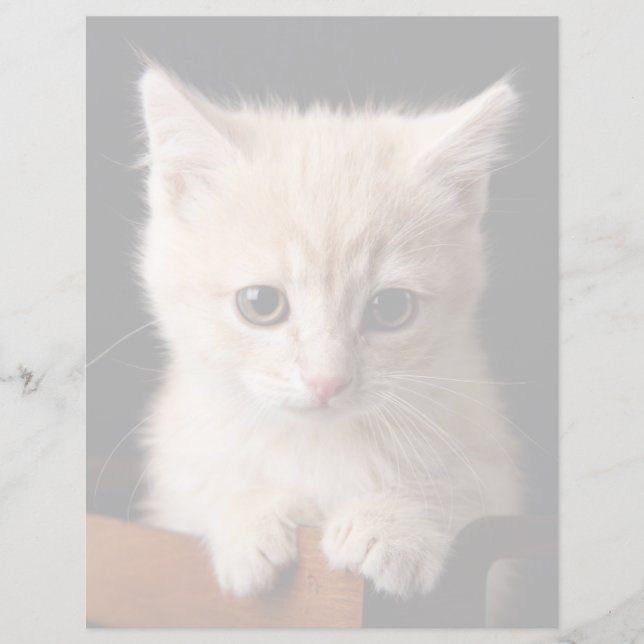 Lámina Animales de bebé más afectados | Ginger Kitten (Anverso)