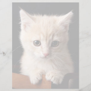 Lámina Animales de bebé más afectados Ginger Kitten