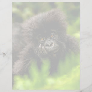 Lámina Animales de bebé más afectados Gorila de montaña