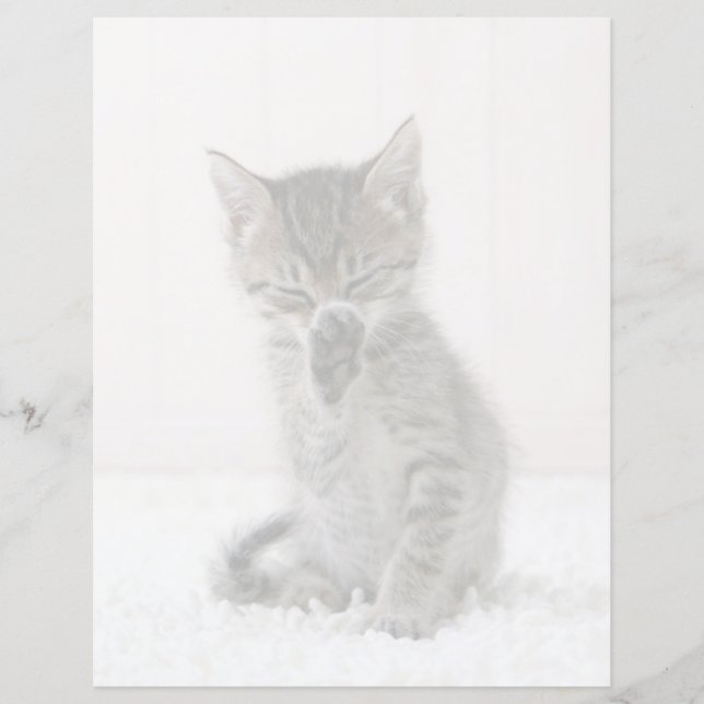 Lámina Animales de bebé más afectados | Licor Tabby Kitte (Anverso)