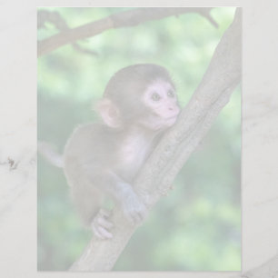 Lámina Animales de bebé más afectados Mono bebé